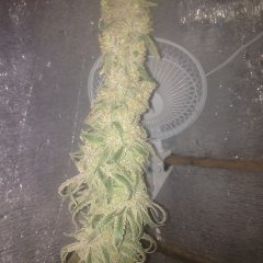 Peyote Purple 760