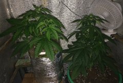 Sage & Cheese 322
