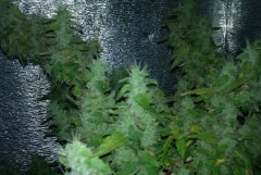 BC God Bud 326