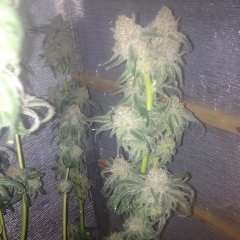 peyote Purple 827