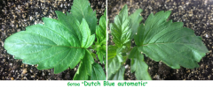 ботва Dutch Blue