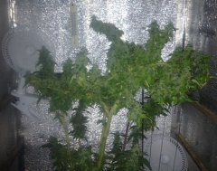 BC God Bud 161