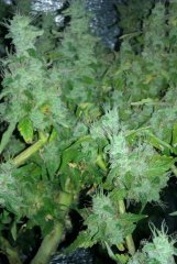 BC God Bud 632