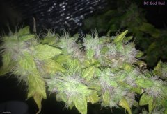 BC God Bud 324