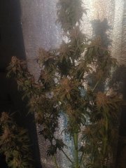 Peyote Purple 090