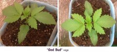 "God Bud" vega Go