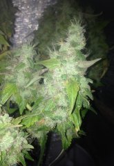 BC God Bud 416