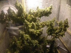 BC God Bud 168