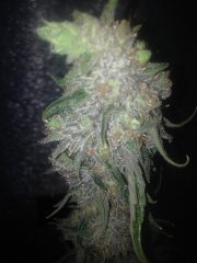 Peyote Purple 732