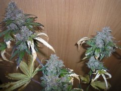 caramel buds 450w led