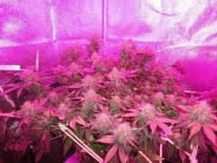 LSD by BarneyFarm