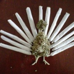 cannabis bird