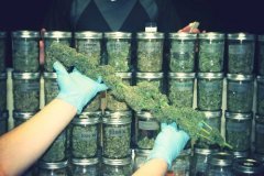 Amazing different weed