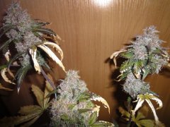 buds