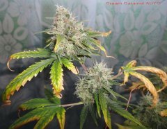 Cream Caramel AUTO под LED 450