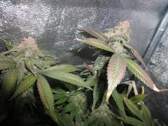 LSD by BarneyFarm 65 days