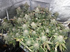 LSD by BarneyFarm 65 days