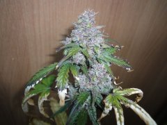 right Bud 450w led
