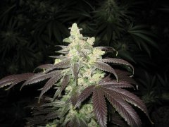 Strain - Mary Jane