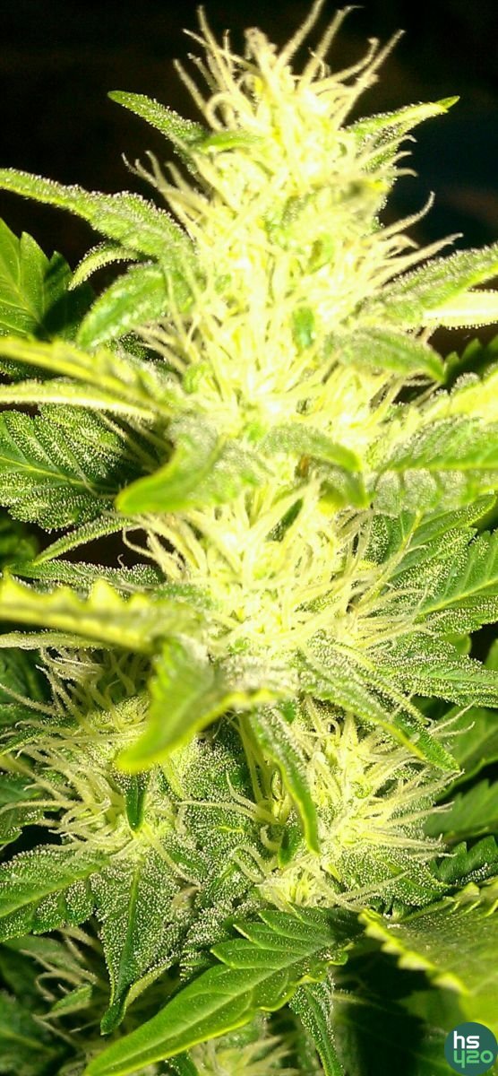 Automaria #2 (Paradise Seeds)
