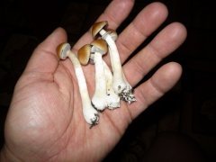 P1100025