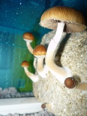 Psilocybe cubensis St - Huatla