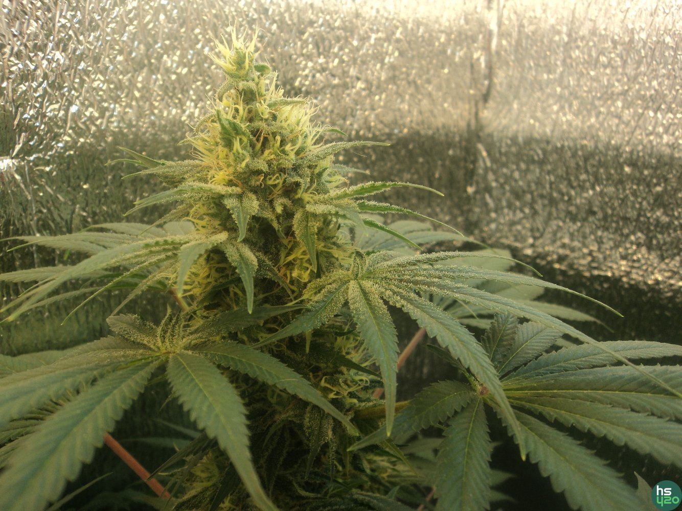 2 nebula fem & WW(GHS)