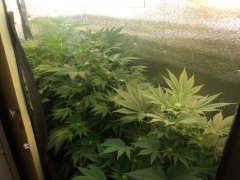 общая WW (GHS) & 2 nebula.