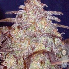 G13
