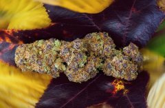 colorbud