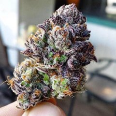frost