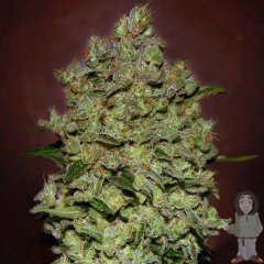 biodiesel mass auto