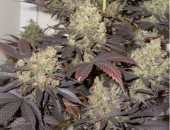 BC God Bud [поднято]