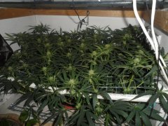 04,03 LSD