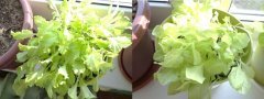 салат