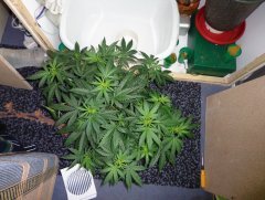 Super Lemon Haze
