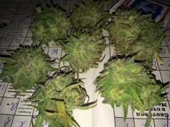 Peyote Purple [OutDoor] 682
