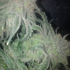 Peyote Purple [InDoor] 479