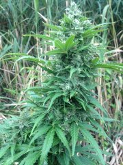 Spliff Cheese 304
