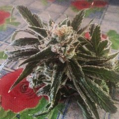 Peyote Purple [InDoor] 471