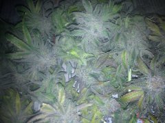 Peyote Purple [InDoor] 534