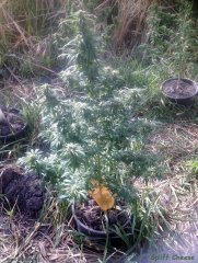 cheese603