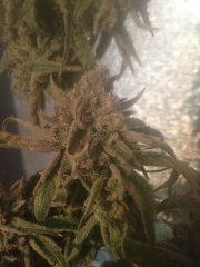 Peyote Purple [InDoor] 507