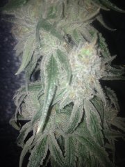 Peyote Purple [InDoor] 473