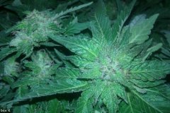Afghani Gold