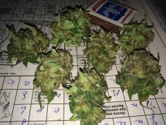 Trainwreck 833