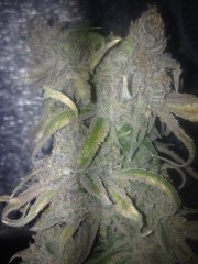 Peyote Purple [InDoor] 530