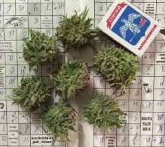 Peyote Purple [OutDoor] 681
