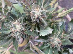 TrainWreck