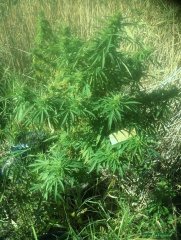 Spliff Diesel